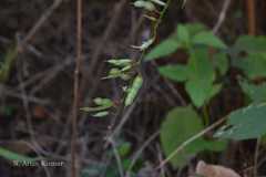 Desmodium triquetrum